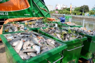 Hé lộ nguyên nhân 14 tấn cá chết dọc theo kênh Nhiêu Lộc-Thị Nghè