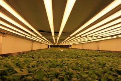 Khám phá trang trại trồng rau sạch nhân tạo hiện đại bậc nhất ở Mỹ