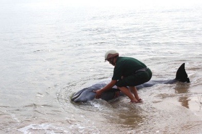 Đà Nẵng: Cá heo ‘quyến luyến’ người dân, quyết không chịu bơi về biển