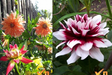 Kinh nghiệm trồng hoa thược dược đủ màu, sai bông và nở to 