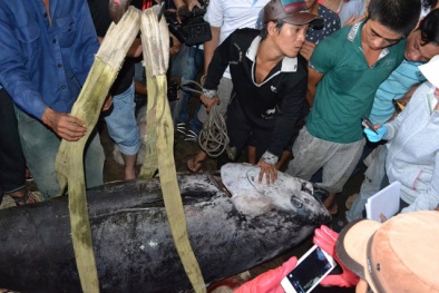 Tin tức thời sự 24h ngày 21/5: Câu được cá ngừ đại dương 'khủng' nặng 307 kg