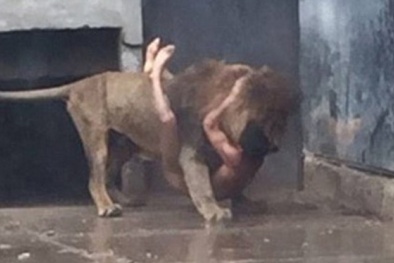 Du khách hoảng hồn khi thanh niên khỏa thân nhảy vào chuồng sư tử để tự sát