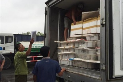 Bắt giữ số lượng lớn hải sản bốc mùi hôi thối chở ra Hà Nội tiêu thụ