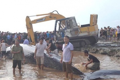 Cá voi nặng 17 tấn, dài 15m đang 'thoi thóp' trên bờ biển Nghệ An