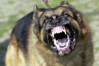 Liên tiếp thất thủ, khủng bố IS điên cuồng thả chó ăn thịt ‘bại tướng’