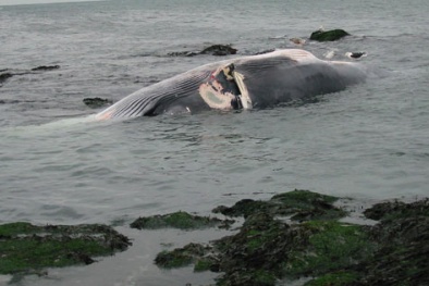Lại phát hiện xác cá voi nặng 7 tấn, dài 10m dạt vào bờ biển Nghệ An
