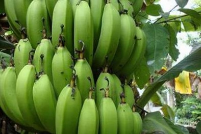 Em trai gục chết dưới nhát dao oan nghiệt của anh vì vài trái chuối