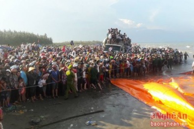 [Trực tiếp] Toàn cảnh trục vớt và 'mai táng' cá voi