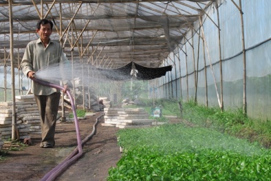 Vĩnh Phúc: Ứng dụng công nghệ nâng cao năng suất nông nghiệp