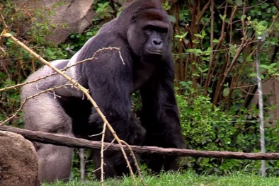 Bùng phát tranh cãi sau vụ sở thú Mỹ bắn hạ khỉ đột để cứu bé trai