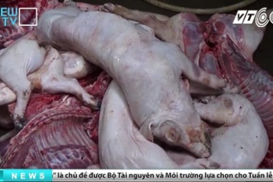 Clip: Thâm nhập lò giết mổ heo bệnh, heo chết tím tái, bốc mùi nồng nặc