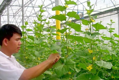 Phú Yên đầu tư 23 tỷ đồng phát triển nông nghiệp ứng dụng công nghệ cao