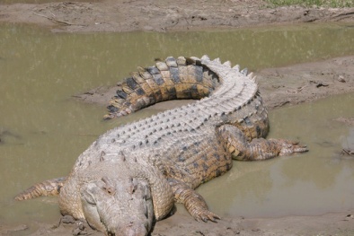 Australia: Rủ nhau đi bơi đêm, nữ du khách bị cá sấu lôi đi mất tích