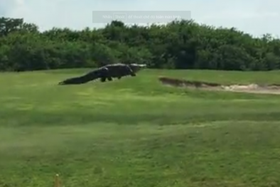 Golf thủ Mỹ sững sờ khi cá sấu 'khủng' thong thả dạo bước qua sân