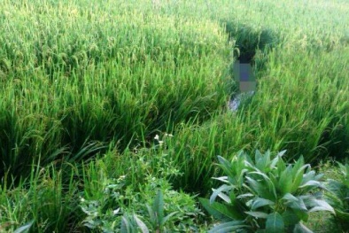 Bẫy chuột thành bẫy người, nam thanh niên chết lạnh lẽo giữa ruộng