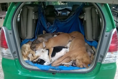 Bắn gục 16 con chó chỉ trong 1 đêm, ‘cẩu tặc’ phải thuê cả taxi để chở
