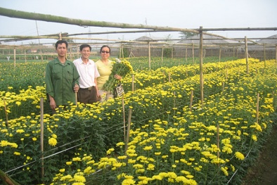 Dùng công nghệ đột biến phóng xạ tăng năng suất chất lượng hoa cúc