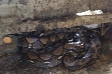 Hà Tĩnh: Xôn xao ‘trăn thần’ dài 4m, nặng 50kg xuất hiện ở chuồng trâu