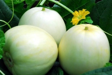 Mẹo hay chọn dưa lê ngọt lịm, không chứa hóa chất