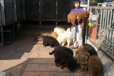 Chàng Thạc sĩ đất mỏ ở Sài Gòn sở hữu trại chó ngao 20 tỷ
