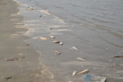 Sáng tỏ nguyên nhân cá biển chết bất thường hàng loạt ở Nghệ An