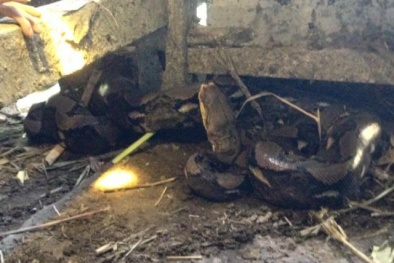 ‘Trăn thần’ dài 4m, nặng 50 kg ở Hà Tĩnh: Chủ nhà từng mang trăn đi bán