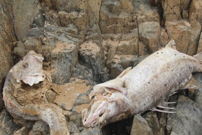 Hành trình từ lúc phát hiện đến khi tìm được nguyên nhân vụ cá chết ở miền Trung
