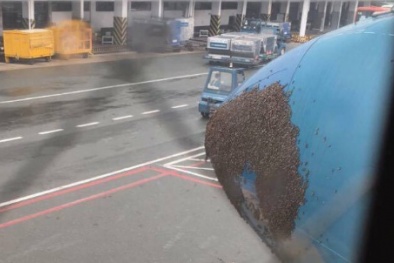 Máy bay Vietnam Airlines trễ 40 phút vì đàn ong khổng lồ ‘đi lậu vé’