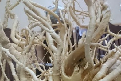 Củ đinh lăng có tuổi thọ gần 'nửa thế kỷ' độc nhất vô nhị ở Việt Nam