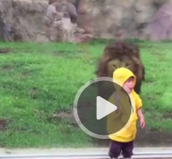 Clip: Sư tử khổng lồ lao đến đòi vồ bé 2 tuổi trong vườn thú