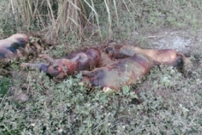 Lợn chết bốc mùi hôi thối nồng nặc ám ảnh người dân Lạng Sơn