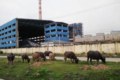 Nhà máy đạm Ninh Bình sống 'lay lắt', sẽ bị ‘sờ gáy’ ngay trong tháng 6