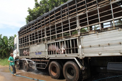 Nông dân lại nháo nhào vì Trung Quốc ngưng mua heo