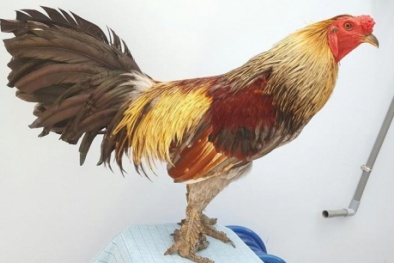 Cận cảnh đôi chân 'độc lạ' giống gà vảy rồng giá hàng chục triệu/con