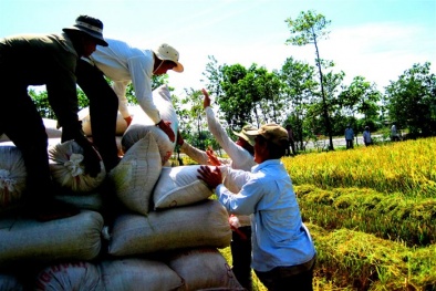 Trung Quốc siết giám sát, xuất khẩu gạo gặp khó