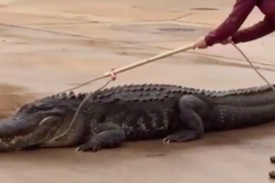 Cảnh sát Mỹ 'cạy miệng' cá sấu tìm xác nạn nhân