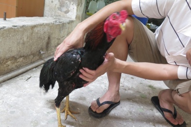 Chú gà Thần kê siêu hiếm 10.000 con có 1 ở Vĩnh Phúc