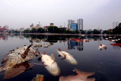 Xác định nguyên nhân cá chết hàng loạt ở hồ Hoàng Cầu