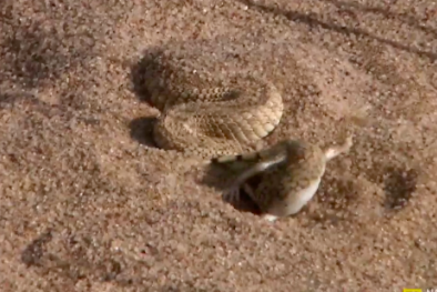 Clip: Rắn cát sa mạc nguỵ trang săn mồi siêu khủng