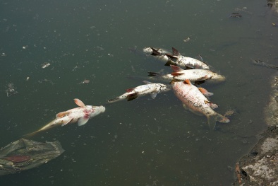 Tin mới vụ cá chết hàng loạt hồ Hoàng Cầu, Hà Nội