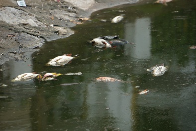 Vụ cá chết hàng loạt hồ Hoàng Cầu: Công nhân trắng đêm vớt cá