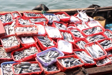 30 tấn cá nục nhiễm độc là 'thành quả' của sản xuất công nghiệp 
