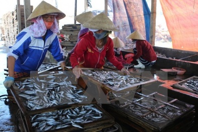 Phát hiện 30 tấn cá nục có chất cực độc, tuyệt đối cấm