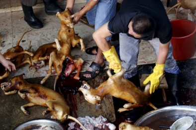 Hơn 11 triệu người ký tên đòi cấm lễ hội thịt chó Trung Quốc