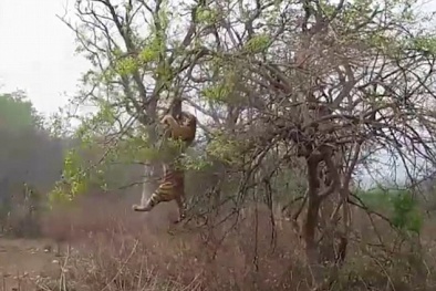 Khỉ mẹ dùng kĩ thuật “ninja” cứu con khỏi hổ dữ
