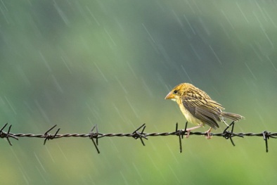 Dự báo thời tiết ngày mai 17/6/2016: Bắc Bộ mưa dông rải rác 