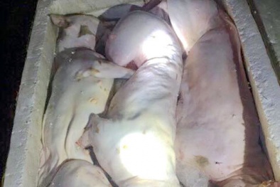 Phát hiện 2000 con gà, 200kg thịt mèo 'hôi thối' chuẩn bị lên bàn nhậu