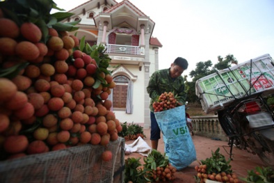 Vải thiều xuất sang Trung Quốc: Mất 10 phút thông quan, được giá gấp đôi
