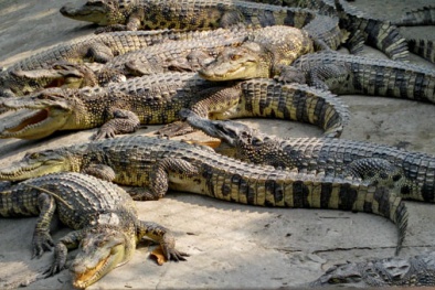 Bạc Liêu: Giá cá sấu 'rớt thảm', chỉ còn 80.000 đồng/kg