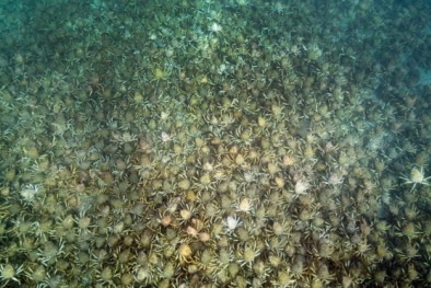 Hàng ngàn con cua nhện kéo quân 'đóng đô' trên bờ biển Australia